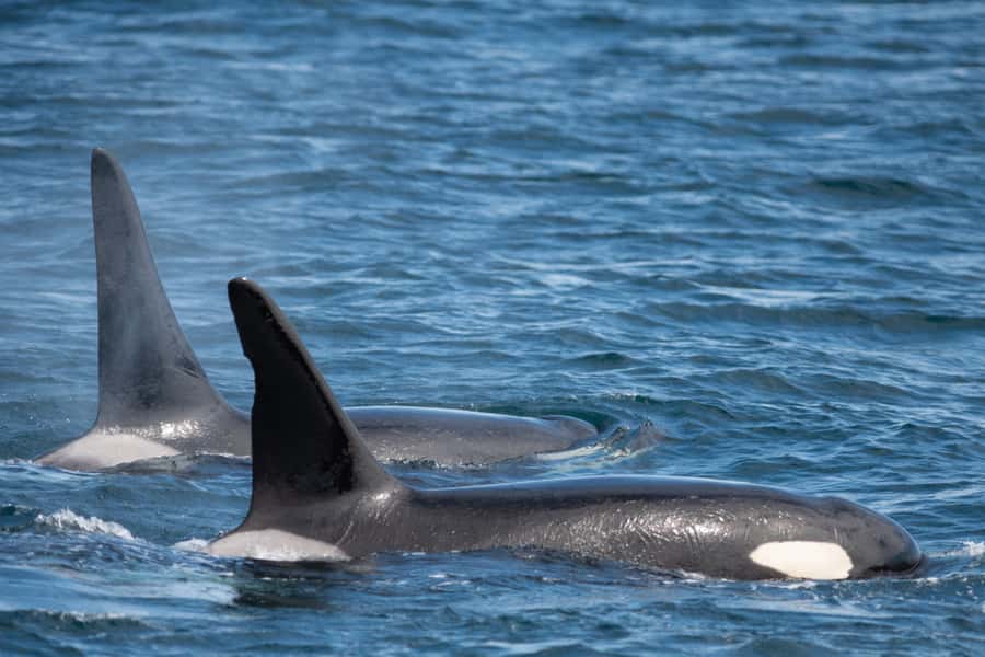 Seward: Kenai Fjords National Park Catamaran Cruise w/Lunch - How the crew shapes the experience
