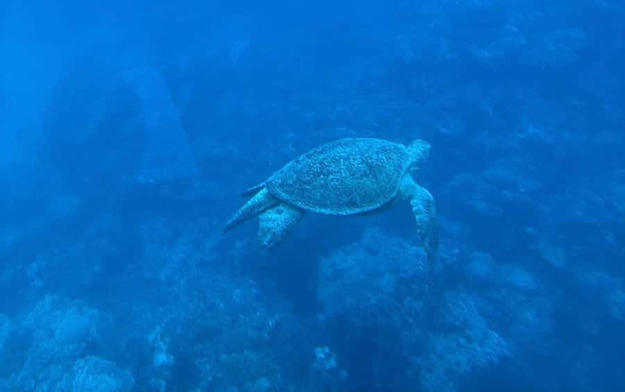 Sharm El-Sheikh: Seascope Submarine boat cruise with pickup - The 15-minute cruise out to the reef
