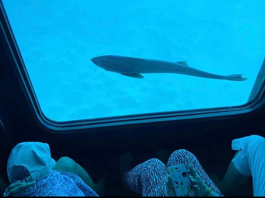 Sharm El-Sheikh: Seascope Submarine boat cruise with pickup - What you can see, and what you cannot control