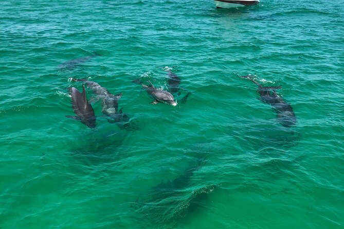 Shell Island Snorkel and Dolphin Catamaran Cruise with Island Time - Paddle boards and the waterslide