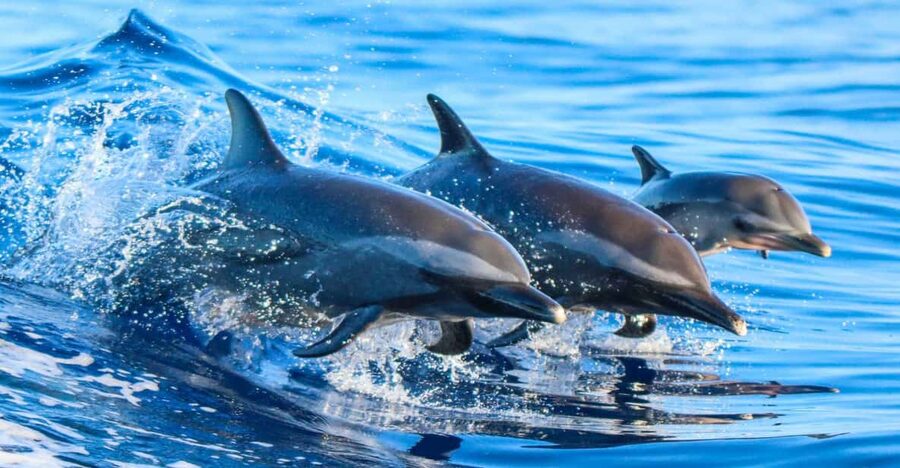 Side: Dolphin Island Boat Trip with Lunch & Unlimited Drinks - A $24 day on the Mediterranean