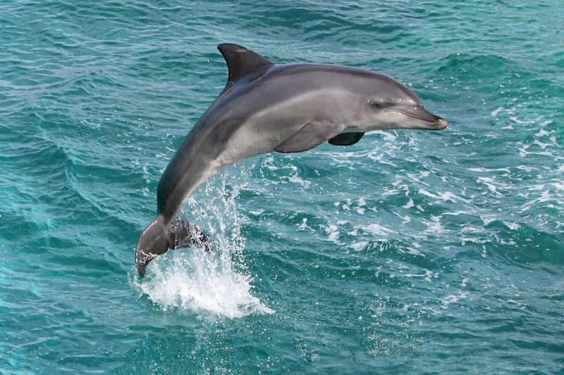 Side: Dolphins Island Cruise with Swimming Stops and Lunch - From Side’s riverboats to the open Mediterranean