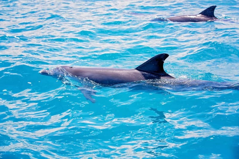 Side: Dolphins Island Cruise with Swimming Stops and Lunch - The foam party and boat atmosphere