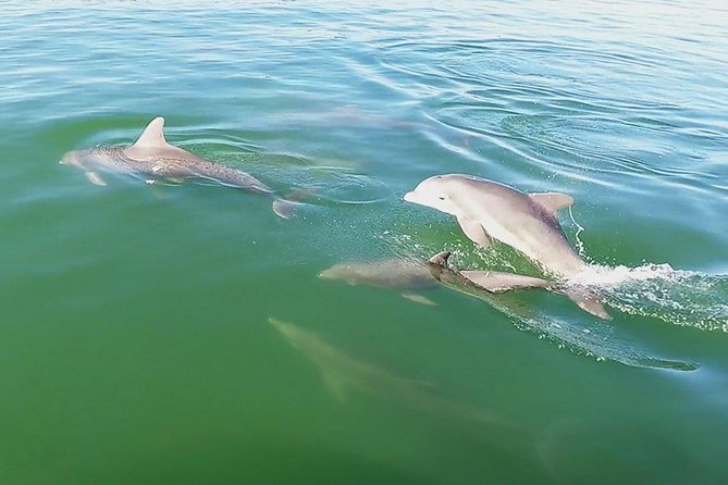 Small Group 2 Hour Dolphin Cruise with Snorkeling to Shell Key - What the captain adds to the day