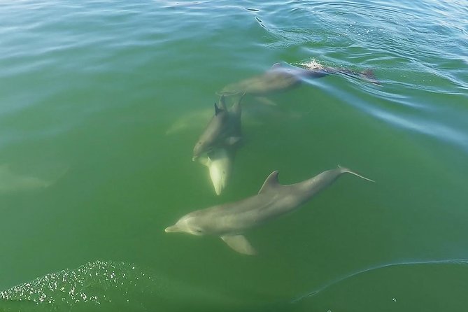 Small Group 2 Hour Dolphin Cruise with Snorkeling to Shell Key - How much you get for $75