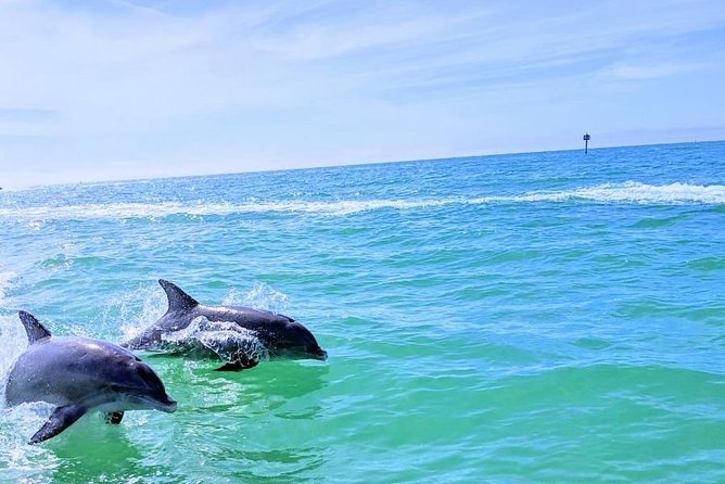 Small Group 2 Hour Dolphin Cruise with Snorkeling to Shell Key - Who will enjoy this Shell Key trip most