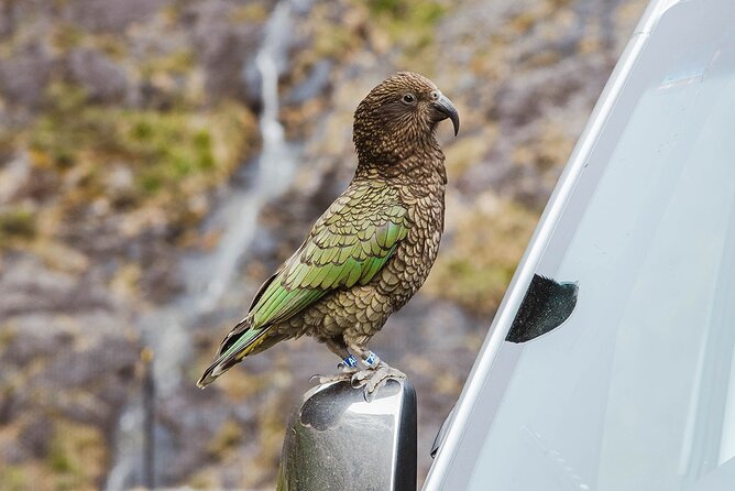 Small Group, Award Winning Milford Sound Day Experience & Cruise - Eglinton Valley is a quick but worthwhile photo stop
