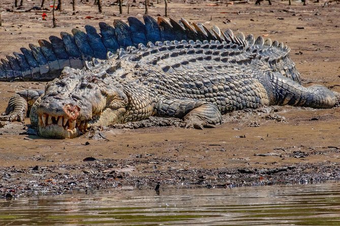 Solar Whisper Daintree River Crocodile and Wildlife Cruise - A quiet start on the Daintree River