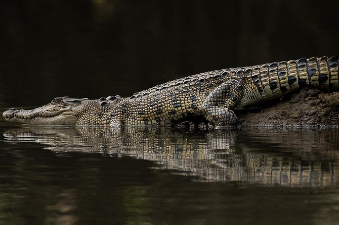 Solar Whisper Daintree River Crocodile and Wildlife Cruise - The guide makes or breaks the hour