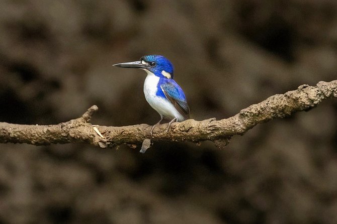 Solar Whisper Daintree River Crocodile and Wildlife Cruise - A good value at $25.10