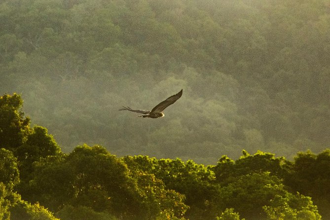Solar Whisper Daintree River Crocodile and Wildlife Cruise - When to book and what to bring