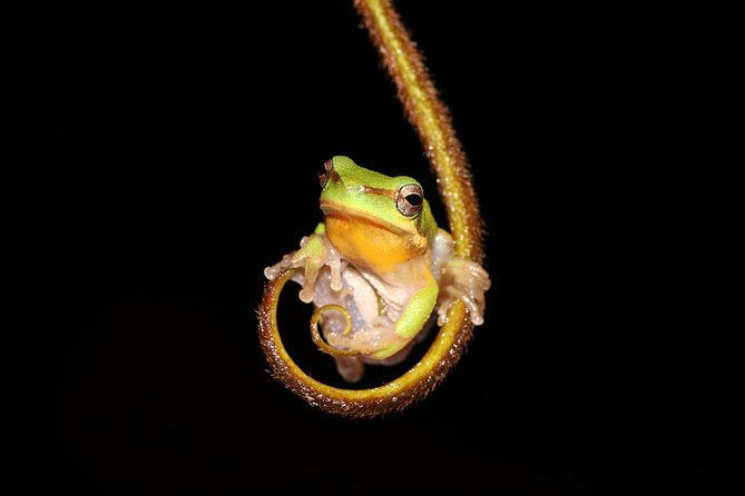 Solar Whisper Daintree River Crocodile and Wildlife Cruise - Who will enjoy this cruise most