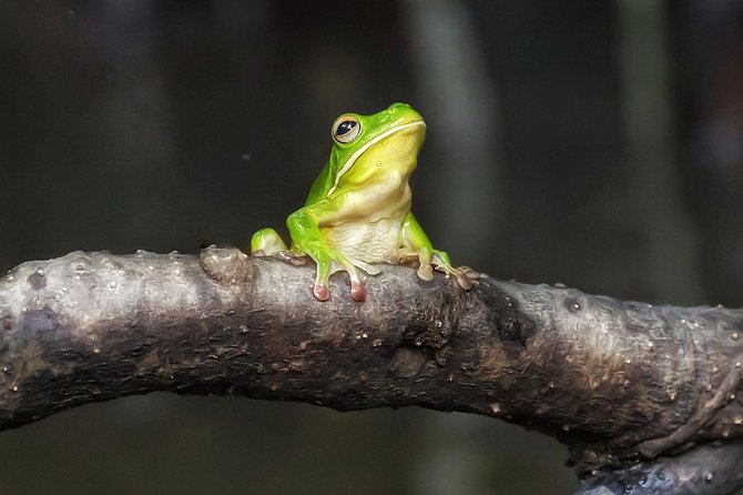 Solar Whisper Daintree River Crocodile and Wildlife Cruise - Why the solar boat changes the experience