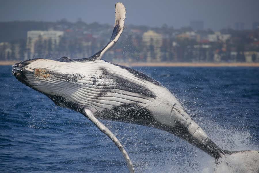 Sydney: 2-hour Express Whale Watching Cruise - Why the 20-minute run from Circular Quay matters