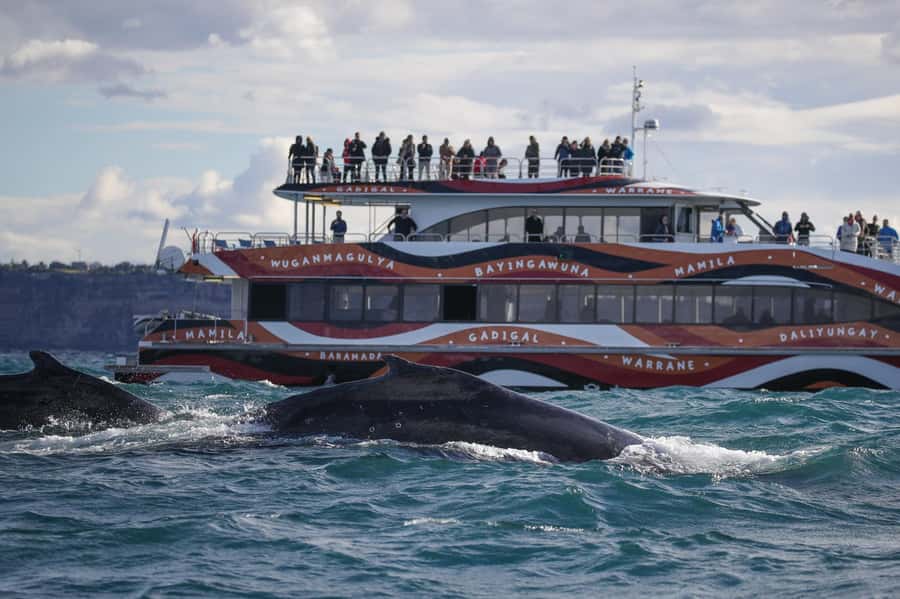 Sydney: 2-hour Express Whale Watching Cruise - What the cruise is like, step by step