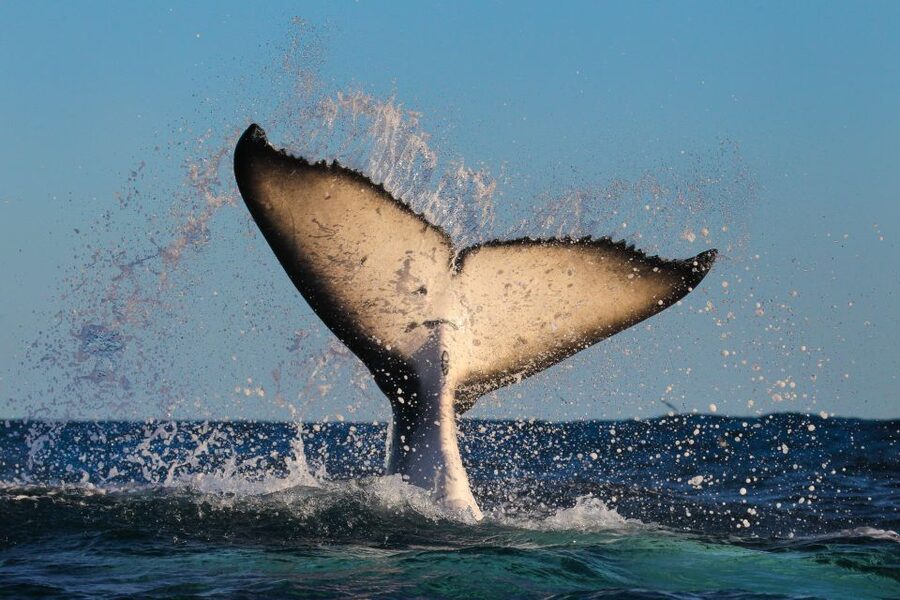 Sydney: 2-hour Express Whale Watching Cruise - The guides and commentary