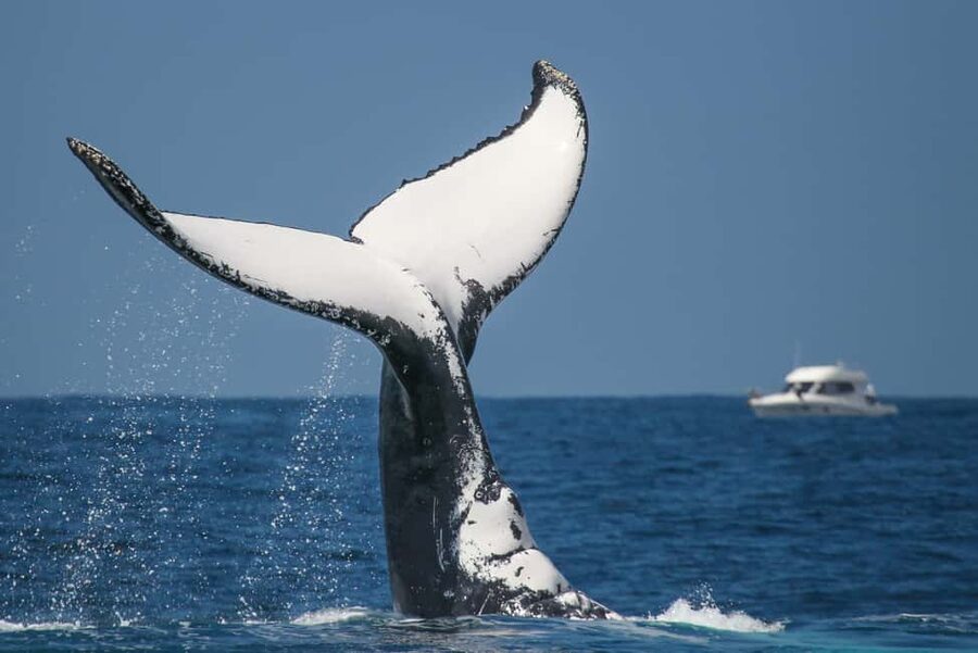 Sydney: 2-hour Express Whale Watching Cruise - How good is the $63 value?