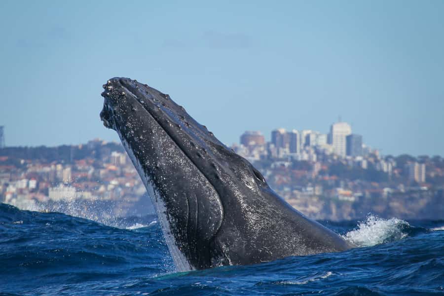Sydney: 2-hour Express Whale Watching Cruise - A look at Fantasea Crystal
