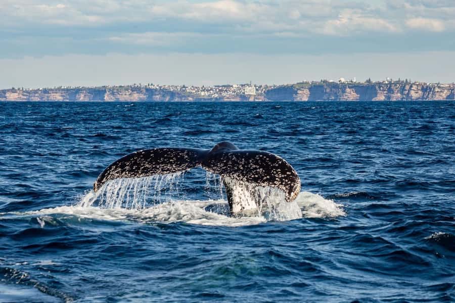 Sydney: Whale Watching Adventure Cruise - From Circular Quay to the open coast