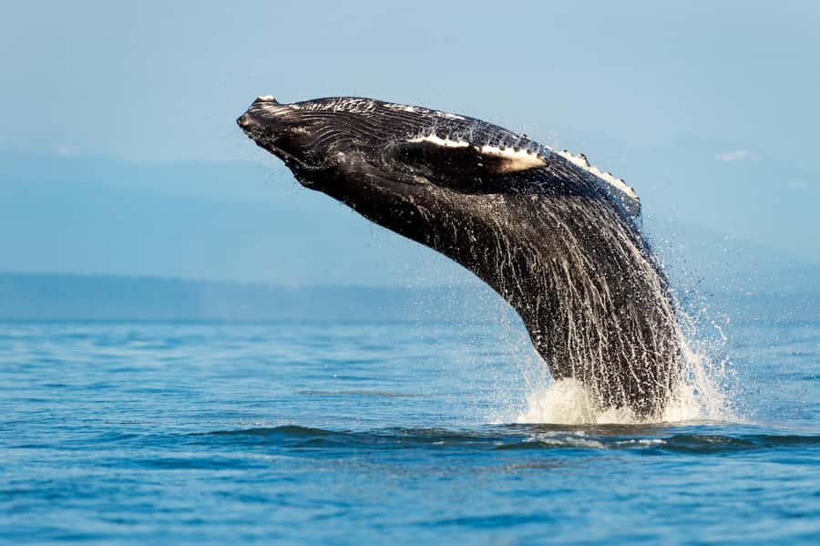 Sydney: Whale Watching Adventure Cruise - Watching humpbacks without crowding them