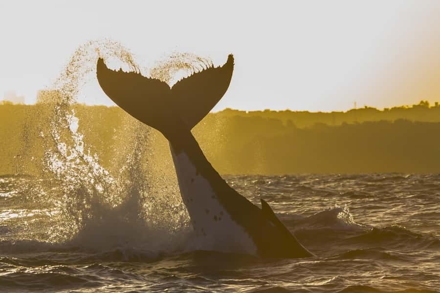 Sydney: Whale Watching Adventure Cruise - A catamaran built for viewing, not luxury