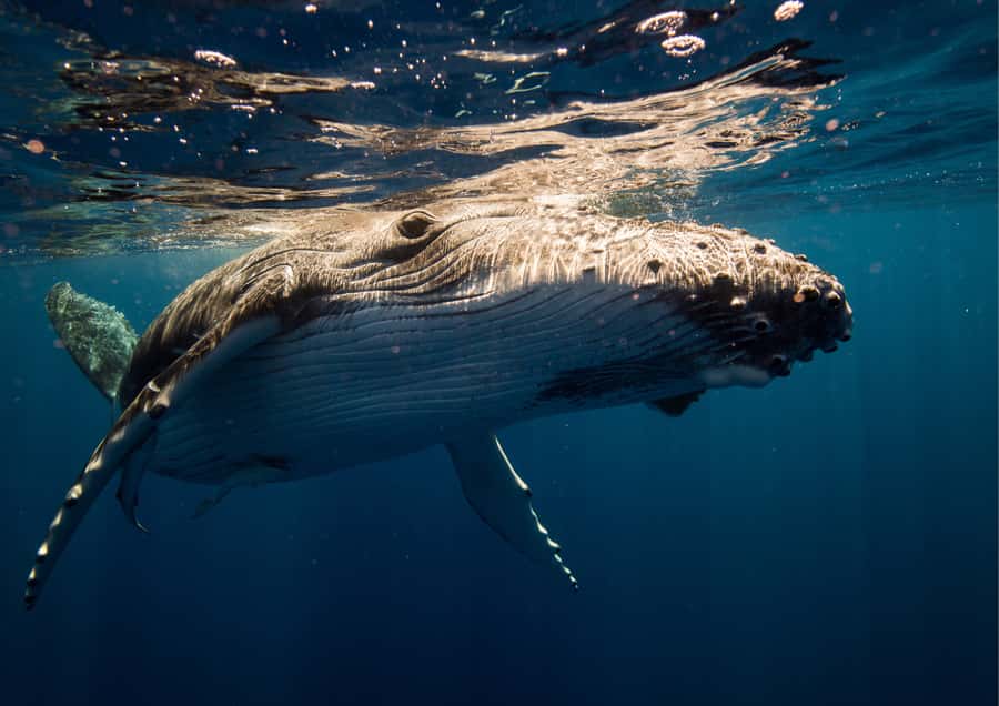 Sydney: Whale Watching Adventure Cruise - Timing, weather, and the return-trip promise
