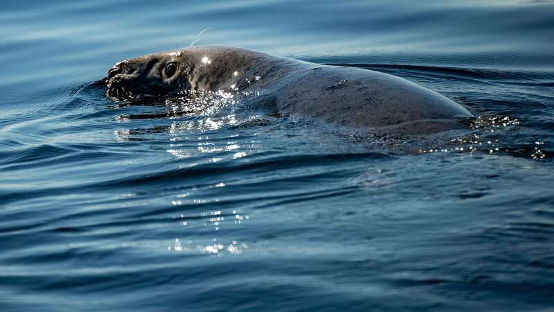 Tadoussac/Charlevoix: 3-Hour Whale Watching Boat Tour - Why this stretch of Quebec is so good for whales