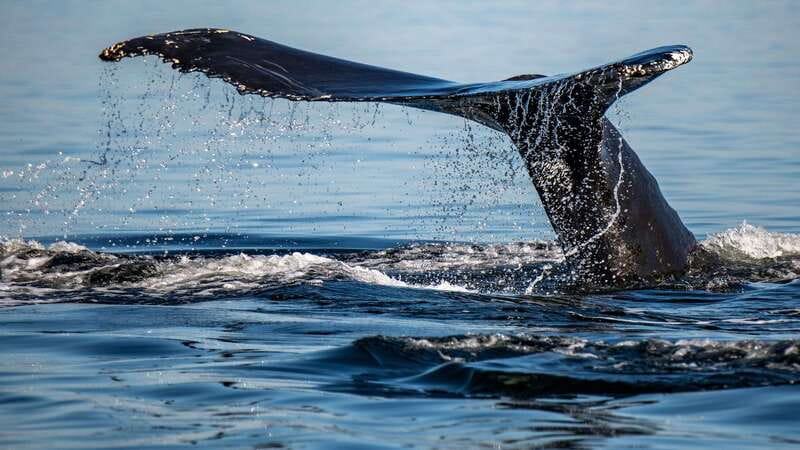 Tadoussac/Charlevoix: 3-Hour Whale Watching Boat Tour - Three hours on the St. Lawrence