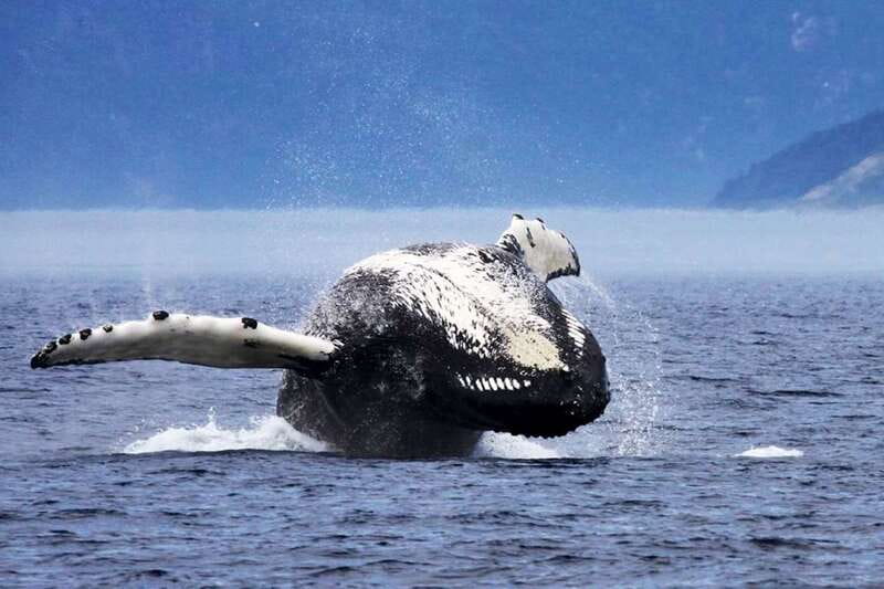 Tadoussac/Charlevoix: 3-Hour Whale Watching Boat Tour - The Saguenay Fjord adds a second experience
