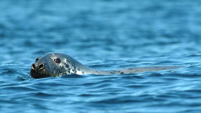 Tadoussac/Charlevoix: 3-Hour Whale Watching Boat Tour - What to wear and bring for the river