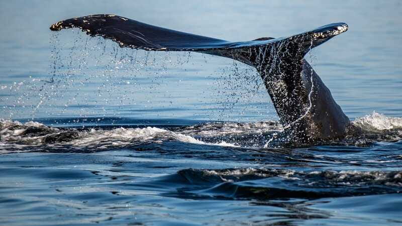 Tadoussac/Charlevoix: 3-Hour Whale Watching Boat Tour - Families, mobility, and the overall pace