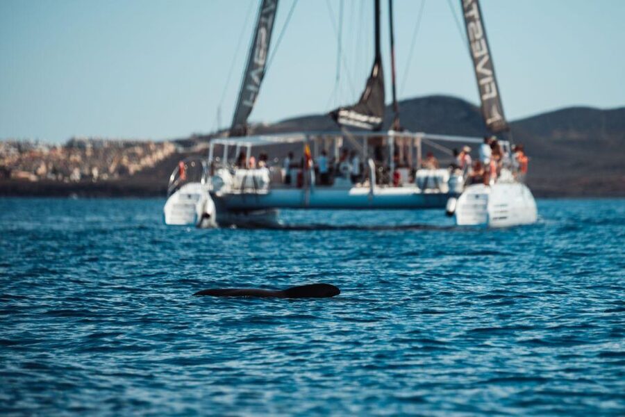 Tenerife: Catamaran Cruise with Brunch and Unlimited Drinks - Swimming and snorkeling at Diego Hernández Beach