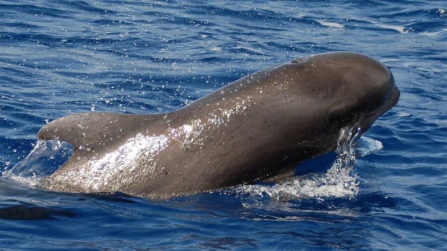 Tenerife: Eco-Yacht Whale and Dolphin Watching and Swimming - Key points before you book