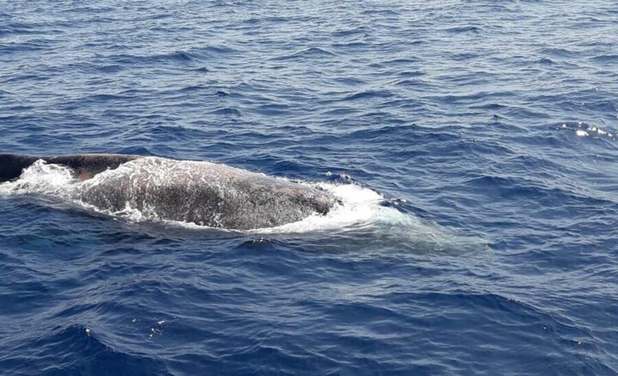 Tenerife: Eco-Yacht Whale and Dolphin Watching and Swimming - What you might see near Tenerife