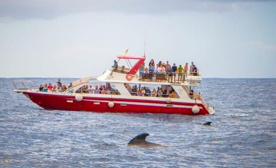 Tenerife: Eco-Yacht Whale and Dolphin Watching and Swimming - The crew makes a big difference