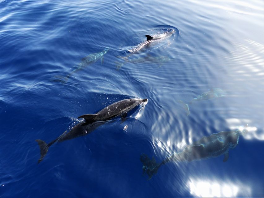Tenerife: Los Gigantes Whale Watching Cruise by Sail Boat - Two hours searching the Atlantic for whales and dolphins