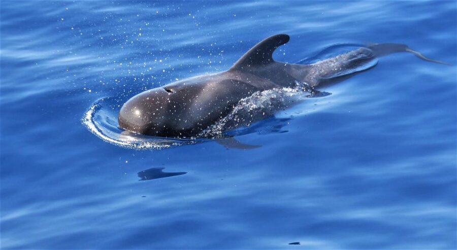 Tenerife: Los Gigantes Whale Watching Cruise by Sail Boat - A swim and snorkel beside Los Gigantes