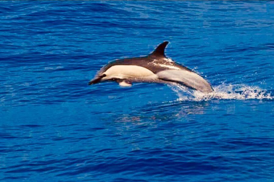 Tenerife: Sailboat Tour Whale Watching Food and Snorkeling - What the snorkeling stop adds