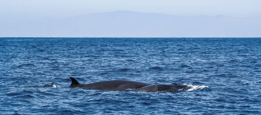 Tenerife: Sailboat Tour Whale Watching Food and Snorkeling - What the crew does especially well