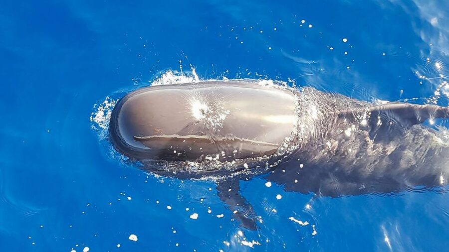 Tenerife: Sailboat Tour Whale Watching Food and Snorkeling - Leaving Puerto Colón for Tenerife’s open water