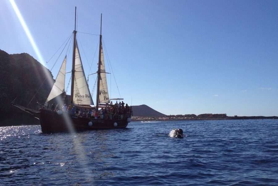 Tenerife: Whale & Dolphin Watching Cruise with Swim Stop - FAQ