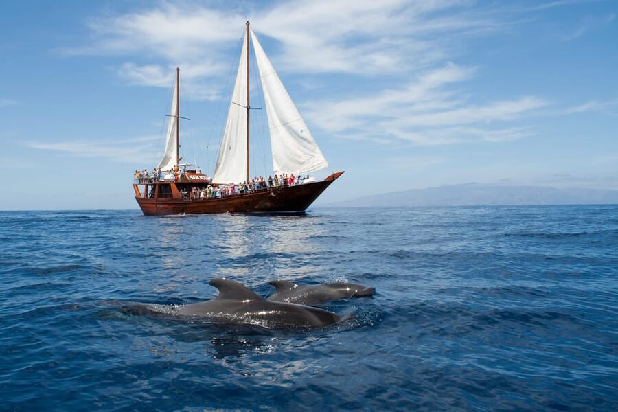 Tenerife: Whale & Dolphin Watching Cruise with Swim Stop - Setting sail from Los Cristianos on Peter Pan