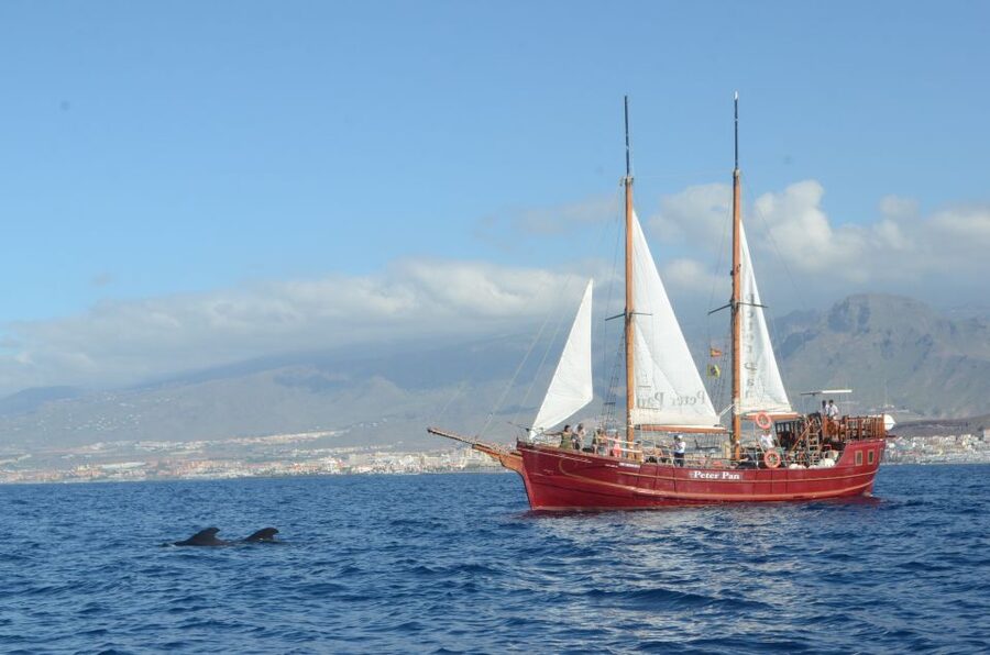 Tenerife: Whale & Dolphin Watching Cruise with Swim Stop - Why the ethical rules matter