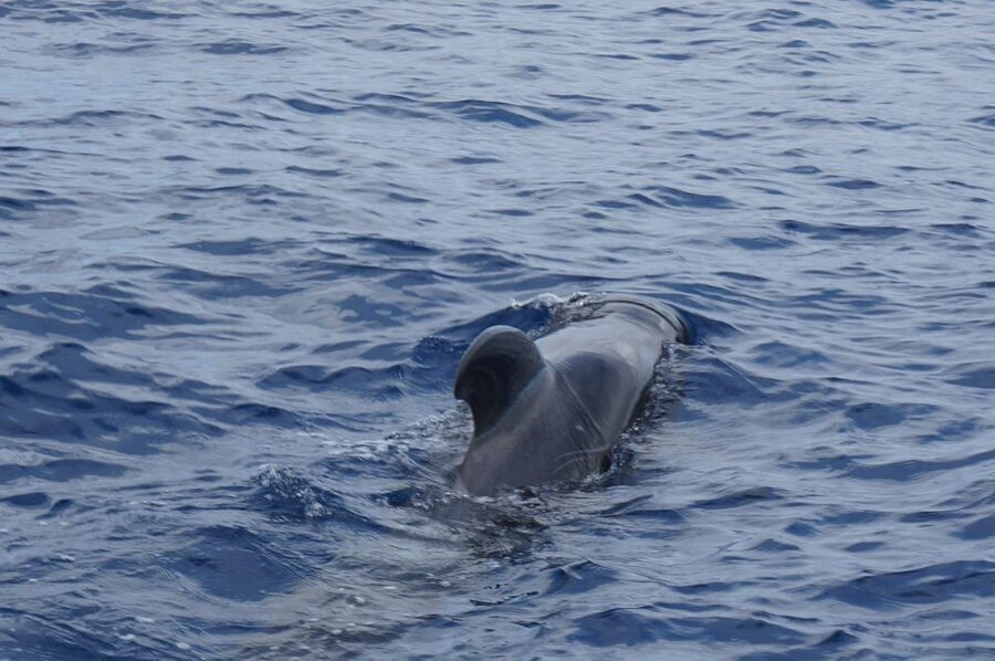 Tenerife: Whale & Dolphin Watching Cruise with Swim Stop - What the $29 price really gets you