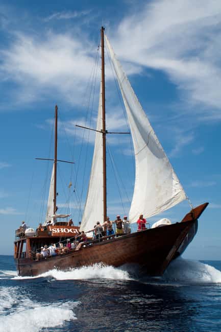 Tenerife: Whale & Dolphin Watching Cruise with Swim Stop - Languages, timing, and booking flexibility