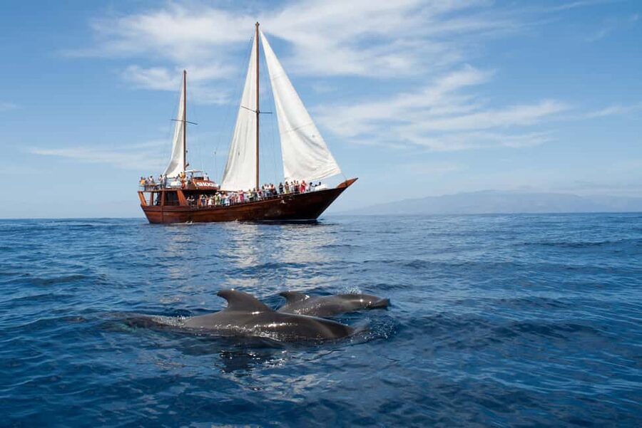 Tenerife: Whale & Dolphin Watching Cruise with Swim Stop - Two hours looking for whales, dolphins, and seabirds