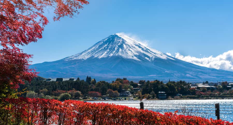 Tokyo: Mt. Fuji and Kawaguchiko Full-Day English Guided Tour - Price and what you receive for $82