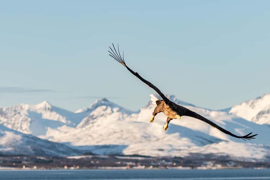 Tromsø: Arctic Fjord Cruise & Fishing Experience - Ramfjord and the fishing session