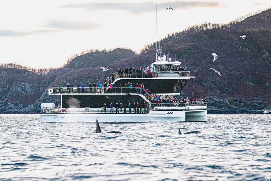 Tromsø: Whale Watching Tour by Hybrid-Electric Boat - Why the long trip is part of the whale experience
