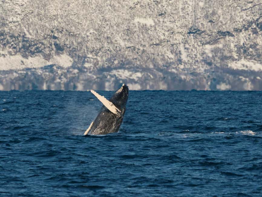 Tromsø: Whale Watching Tour by Hybrid-Electric Boat - Boarding beside Skarven Kro in Tromsø